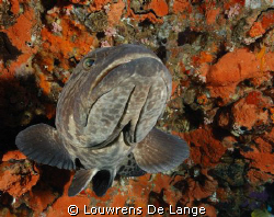 Known locally as a potato bass by Louwrens De Lange 